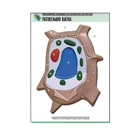 Рельефная таблица "Растительная клетка" (формат А1, матовое ламинир.) - «globural.ru» - Ангарск