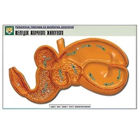 Рельефная таблица "Желудок жвачного животного" (формат А1, матовое ламинир.) - «globural.ru» - Ангарск