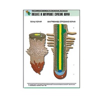 Рельефная таблица "Внешнее и внутреннее строение корня" (формат А1, матовое ламинир.) - «globural.ru» - Ангарск