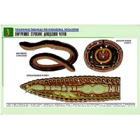 Рельефная таблица "Внутреннее строение дождевого червя" (формат А1, матовое ламинир.) - «globural.ru» - Ангарск