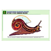 Рельефная таблица "Внутреннее строение брюхоногого моллюска" (формат А1, матовое ламинир.) - «globural.ru» - Ангарск