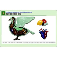 Рельефная таблица "Внутреннее строение голубя" (формат А1, матовое ламинир.) - «globural.ru» - Ангарск