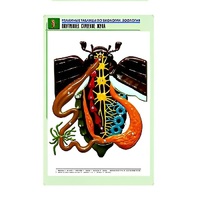 Рельефная таблица "Внутреннее строение жука" (формат А1, матовое ламинир.) - «globural.ru» - Ангарск