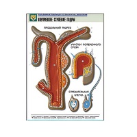 Рельефная таблица "Внутреннее строение гидры" (формат А1, матовое ламинир.) - «globural.ru» - Ангарск