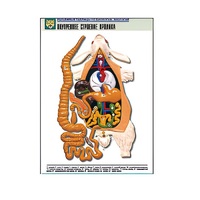 Рельефная таблица "Внутреннее строение кролика" (формат А1, матовое ламинир.) - «globural.ru» - Ангарск