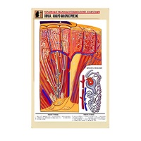 Рельефная таблица "Почка. Макро-микростроение" - «globural.ru» - Ангарск