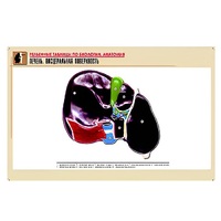 Рельефная таблица "Печень. Висцеральная поверхность" (формат А1, матовое ламинир.) - «globural.ru» - Ангарск