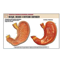Рельефная таблица "Желудок. Внешняя и внутренняя поверхности" (формат А1, матовое ламинир.) - «globural.ru» - Ангарск