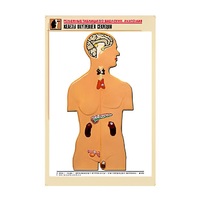 Рельефная таблица "Железы внутренней секреции" (формат А1, матовое ламинир.) - «globural.ru» - Ангарск