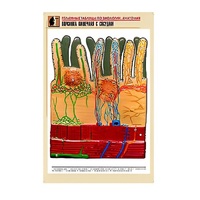 Рельефная таблица "Ворсинка кишечная с сосудом" (формат А1, матовое ламинир.) - «globural.ru» - Ангарск