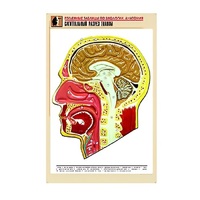 Рельефная таблица "Сагиттальный разрез головы" (формат А1, матовое ламинир.) - «globural.ru» - Ангарск