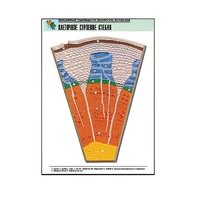 Рельефная таблица "Клеточное строение стебля" (формат А1, матовое ламинир.) - «globural.ru» - Ангарск