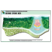 Рельефная таблица "Клеточное строение листа" (формат А1, матовое ламинир.) - «globural.ru» - Ангарск