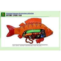 Рельефная таблица "Внутреннее строение рыбы" (формат А1, матовое ламинир.) - «globural.ru» - Ангарск