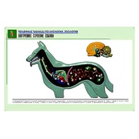 Рельефная таблица "Внутреннее строение собаки" (формат А1, матовое ламинир.) - «globural.ru» - Ангарск