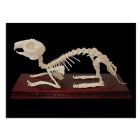 Скелет кролика - «globural.ru» - Ангарск