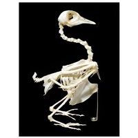 Скелет голубя - «globural.ru» - Ангарск