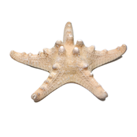 Сухой препарат "Звезда морская" (вариант 2) - «globural.ru» - Ангарск