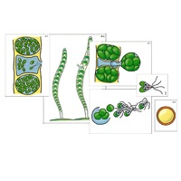Модель-аппликация "Размножение многоклеточной водоросли" (ламинированная) - «globural.ru» - Ангарск
