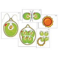 Модель-аппликация "Размножение одноклеточной водоросли" (ламинированная) - «globural.ru» - Ангарск