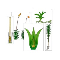 Модель-аппликация "Размножение мха" (ламинированная) - «globural.ru» - Ангарск