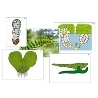 Модель-аппликация "Размножение папоротника" (ламинированная) - «globural.ru» - Ангарск