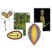 Модель-аппликация "Размножение сосны" (ламинированная) - «globural.ru» - Ангарск