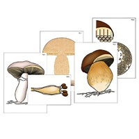 Модель-аппликация "Размножение шляпочного гриба" (ламинированная) - «globural.ru» - Ангарск