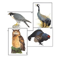 Модель-аппликация "Разнообразие высших хордовых 1. Пресмыкающиеся и птицы" (ламинированная) - «globural.ru» - Ангарск