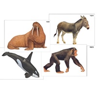 Модель-аппликация "Разнообразие высших хордовых 2. Млекопитающие" (ламинированная) - «globural.ru» - Ангарск