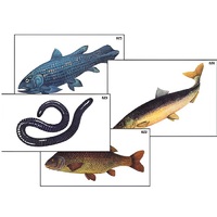 Модель-аппликация "Разнообразие низших и высших хордовых" (ламинированная) - «globural.ru» - Ангарск