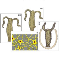 Модель-аппликация "Строение и размножение гидры" (ламинированная) - «globural.ru» - Ангарск