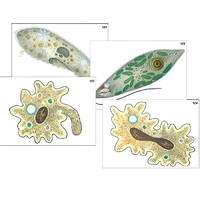 Модель-аппликация "Строение и разнообразие простейших" (ламинированная) - «globural.ru» - Ангарск