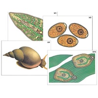 Модель-аппликация "Циклы развития печеночного сосальщика и бычьего цепня" (ламинированная) - «globural.ru» - Ангарск