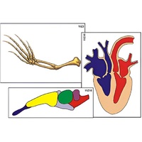Модель-аппликация "Эволюция важнейших систем органов позвоночных" (ламинированная) - «globural.ru» - Ангарск