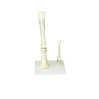 Модель "Скелет конечностей лошади и овцы" (на подставке) - «globural.ru» - Ангарск