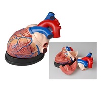 Модель сердца в разрезе (демонстрационная) - «globural.ru» - Ангарск