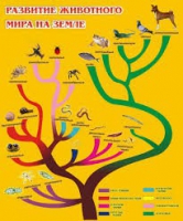 Стенд "Развитие животного мира на земле" - «globural.ru» - Ангарск