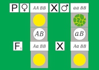 Модель-аппликация Дигибридное скрещивание. Законы Менделя. (набор из 84 карт) - «globural.ru» - Ангарск