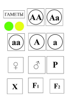 Модель-аппликация Моногибридное скрещивание и его цитологические основы - «globural.ru» - Ангарск