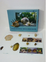 Коллекция "Раковины моллюсков" (вариант 2) - «globural.ru» - Ангарск