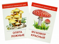 Раздаточные карточки "Грибы съедобные и не съедобные" - «globural.ru» - Ангарск