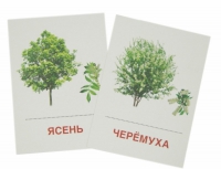 Раздаточные карточки "Деревья и кустарники" - «globural.ru» - Ангарск