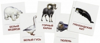 Раздаточные карточки "Животные холодных широт" - «globural.ru» - Ангарск