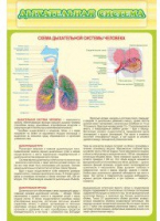 Стенд "Дыхательная система" - «globural.ru» - Ангарск
