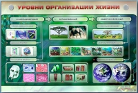Электрифицированный стенд "Уровни организации жизни" - «globural.ru» - Ангарск