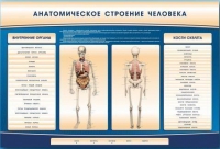 Электрифицированный стенд-тренажер c макетом скелета "Анатомическое строение человека" - «globural.ru» - Ангарск