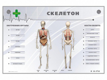 Электрифицированный стенд-тренажер "Скелетон" - «globural.ru» - Ангарск