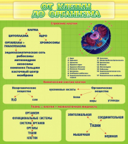 Стенд "От клетки до организма" - «globural.ru» - Ангарск
