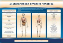 Электрифицированный стенд-тренажер c макетом скелета "Анатомическое строение человека" - «globural.ru» - Ангарск